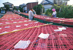 2. 採苗（さいびょう） （9月中旬～10月上旬）