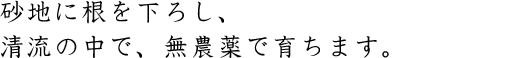 砂地に根を下ろし、清流の中で、無農薬で育ちます。